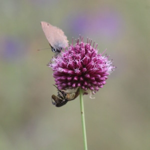 allium rotundum