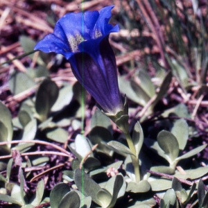 gentiana alpina