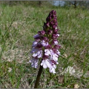 orchis purpurea