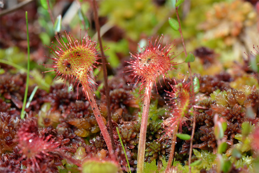 Drosera rotundifolia
