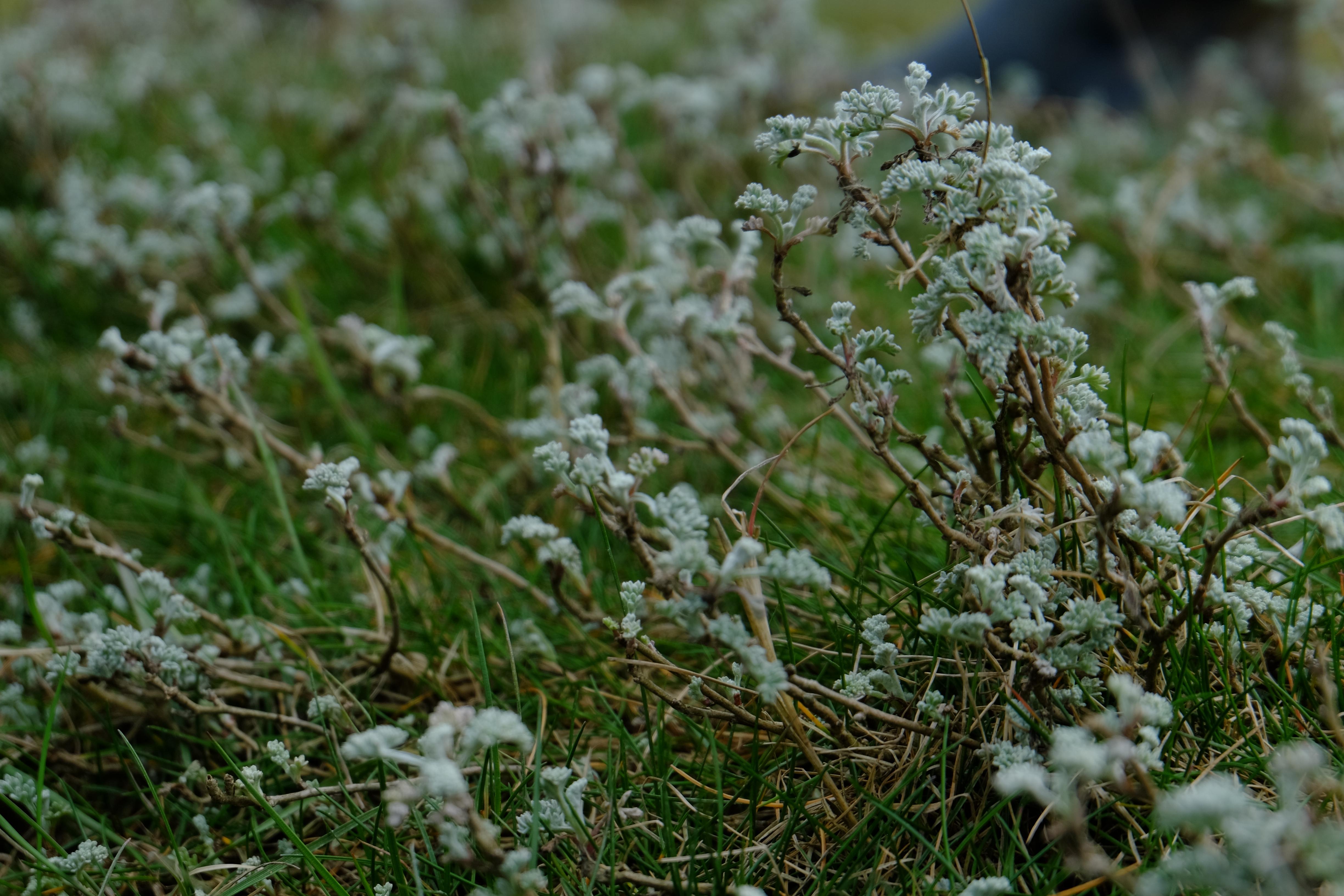 Jeunes pousses d'armoise maritime