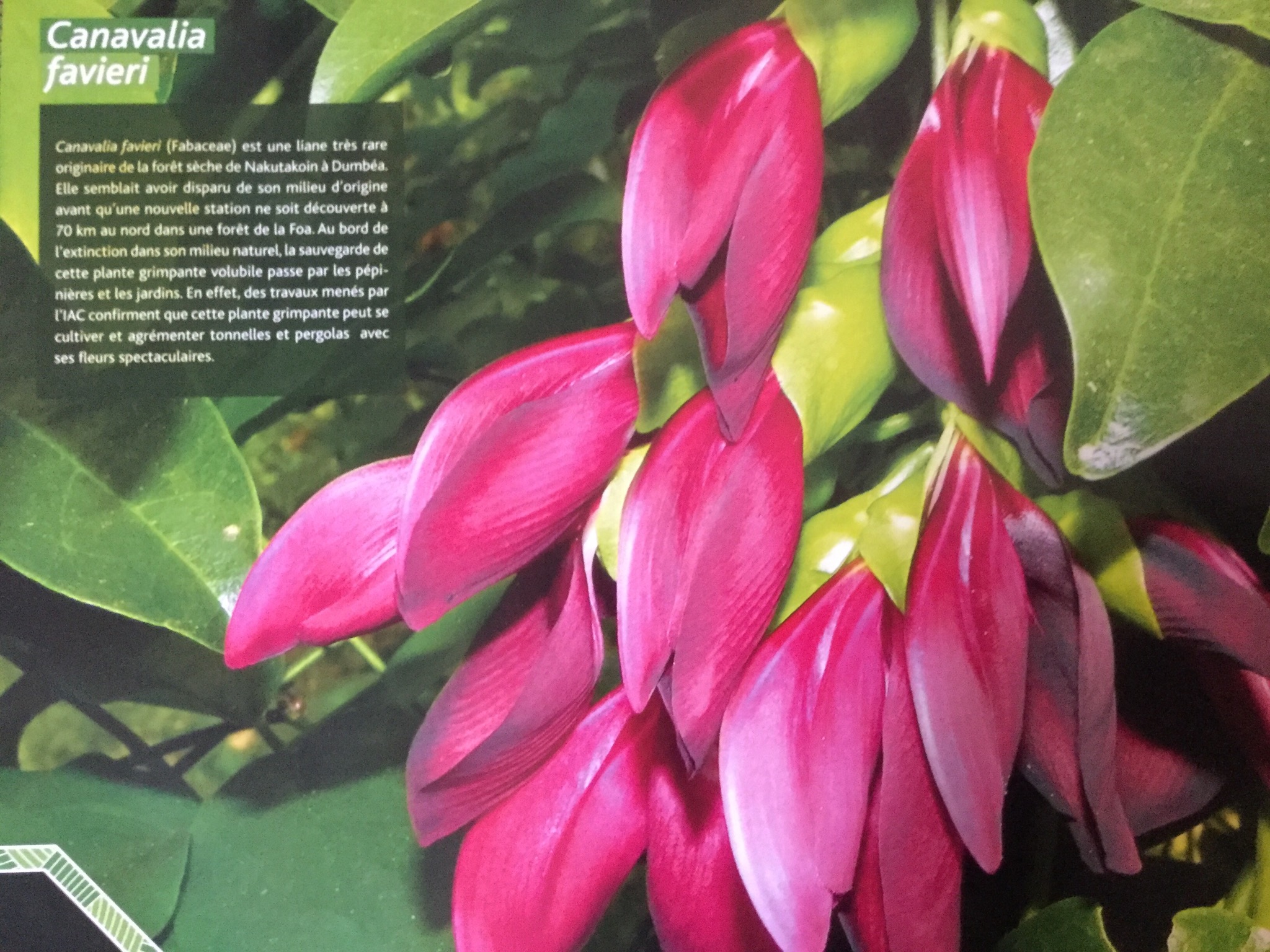 Canavalia favieri