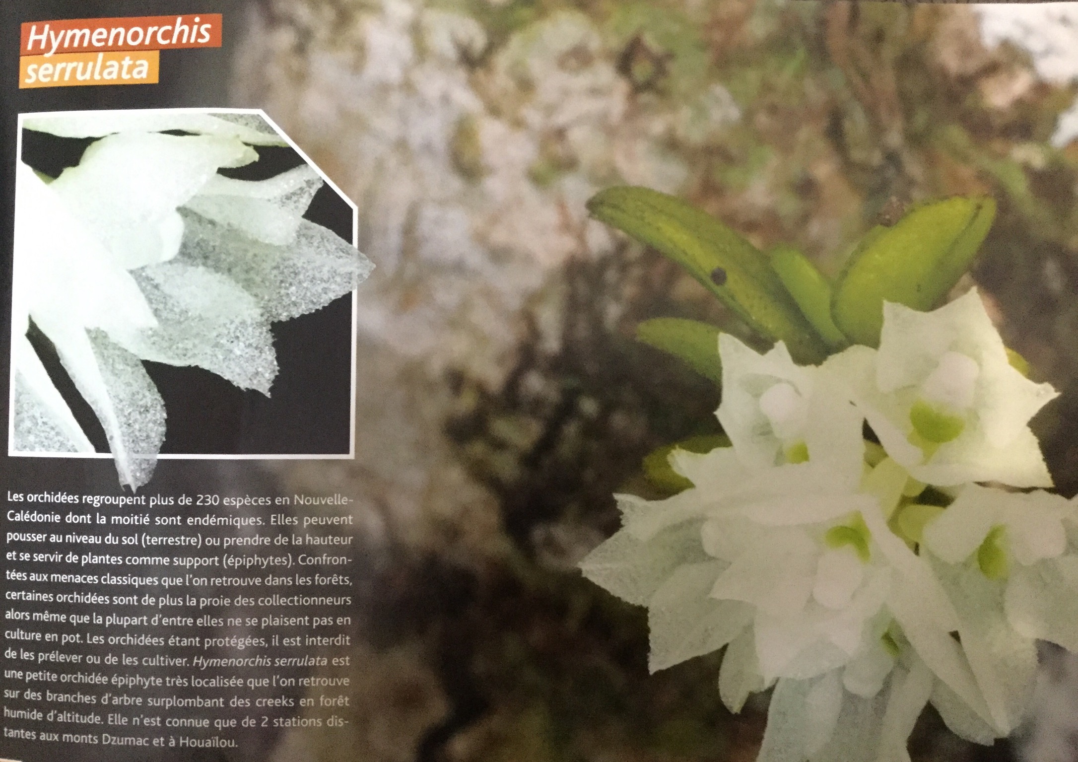 Hymenorchis serrulata