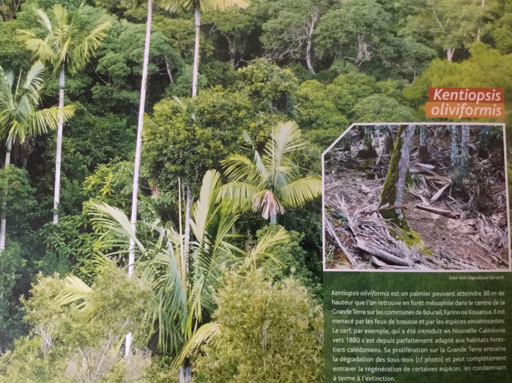 Kentiopsis oliviformis