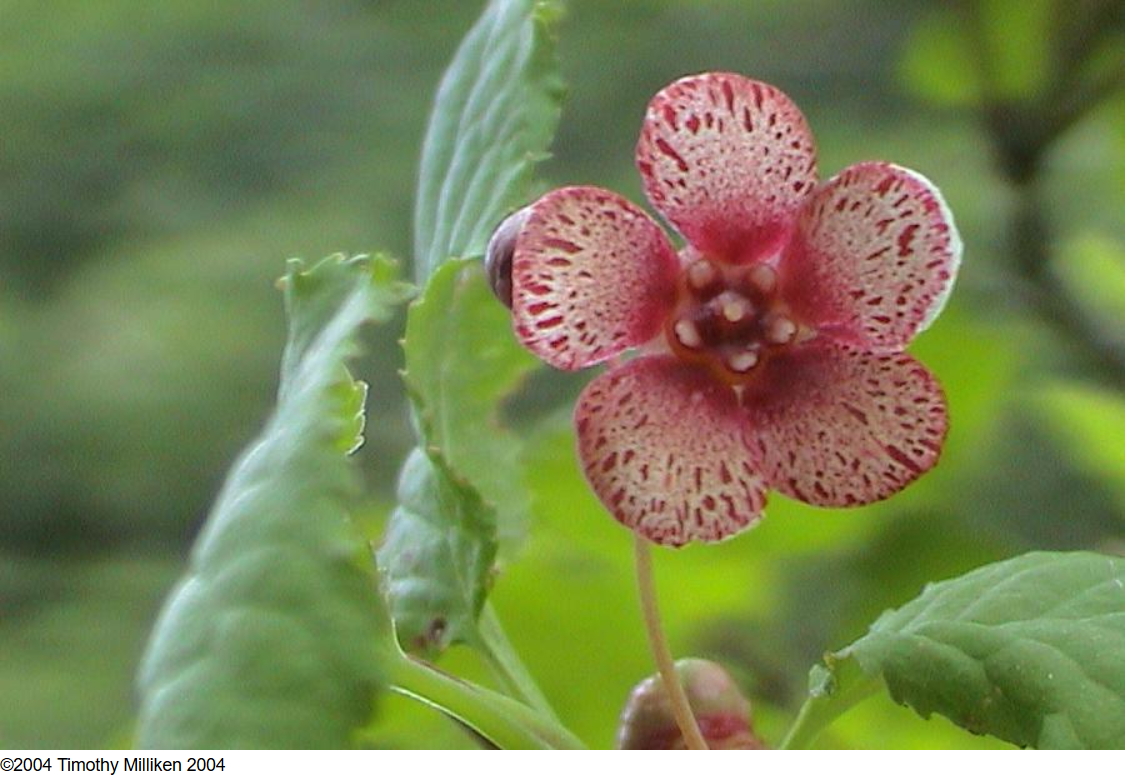 Euonymus occidentalis