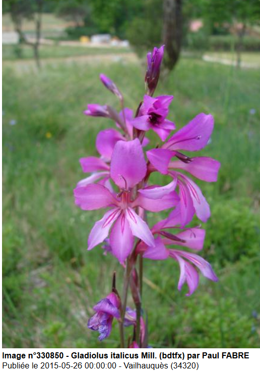Gladiolus italicus Mill