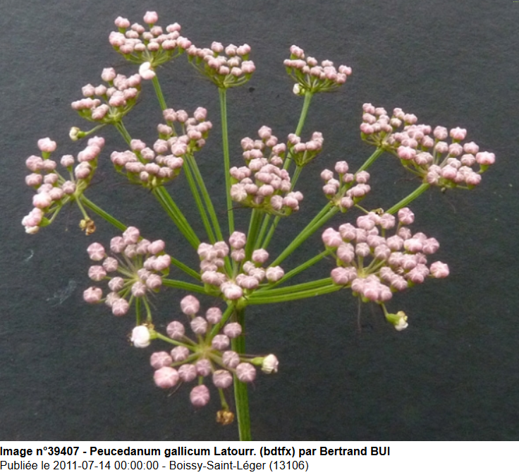 Peucedanum gallicum Latourr