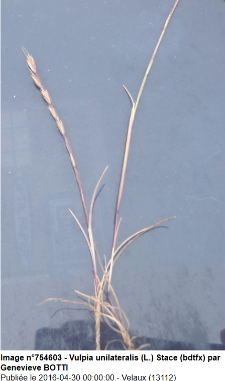 Vulpia unilateralis