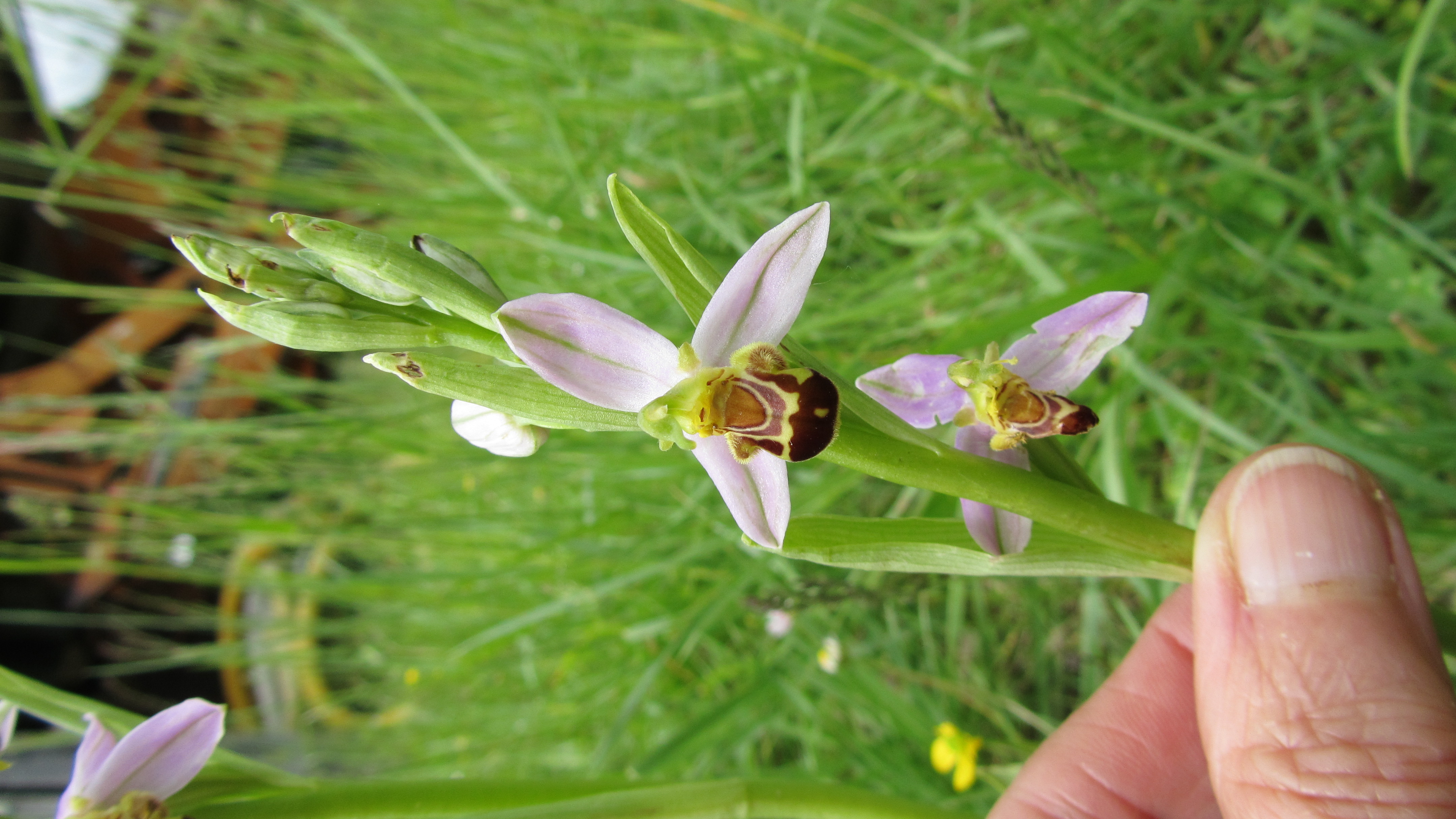 Ophrys apifera Huds