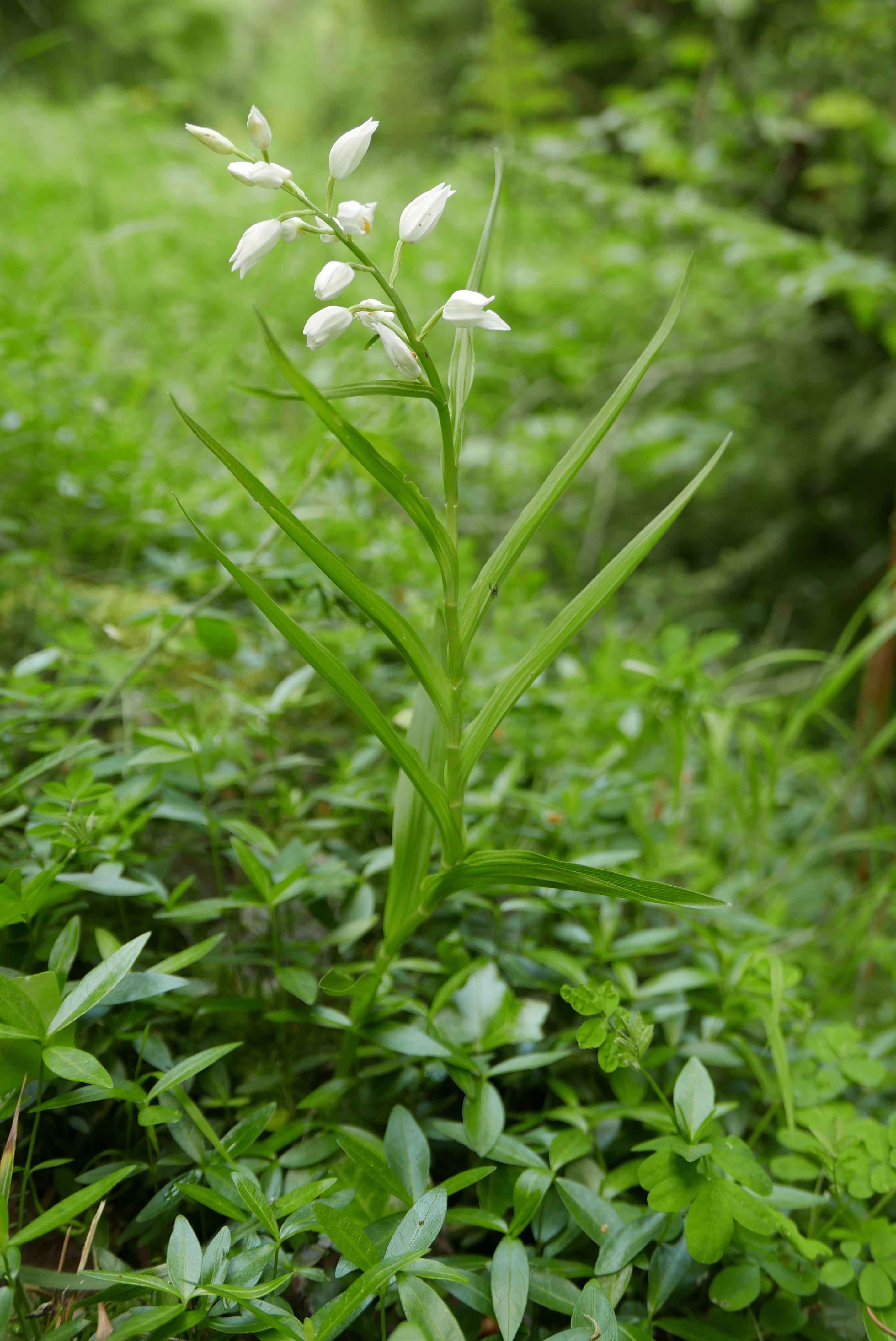 Céphalanthère à longues feuilles