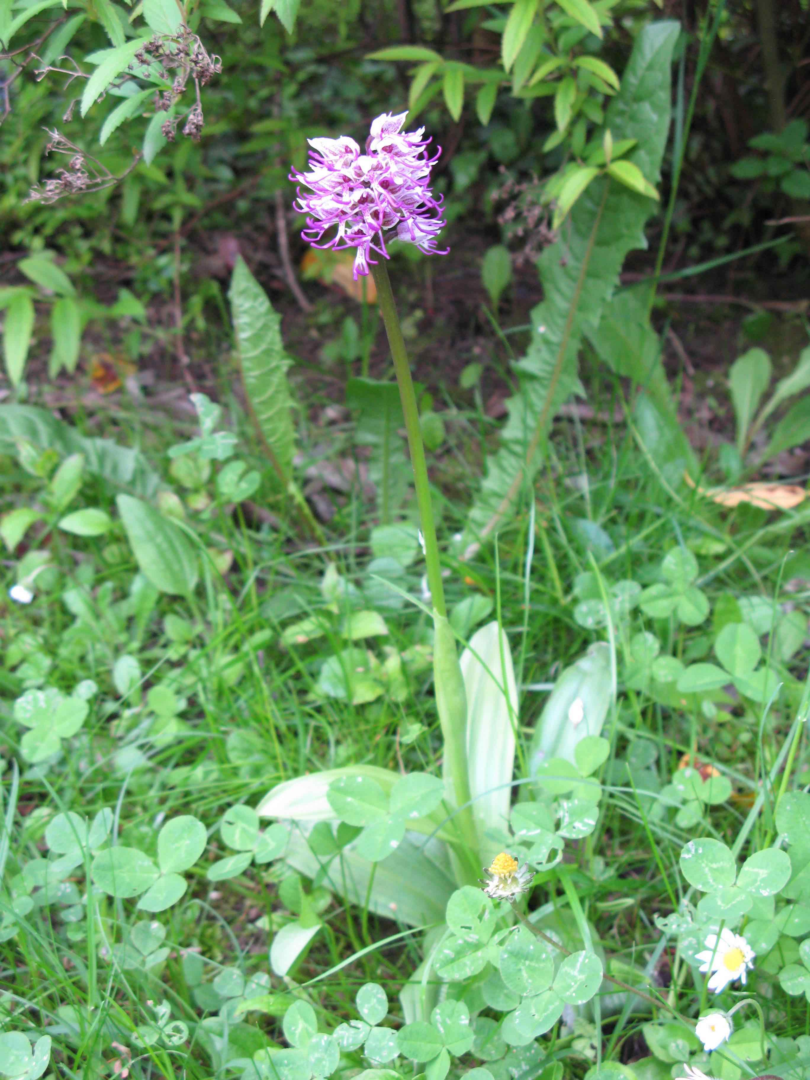 Orchis singe