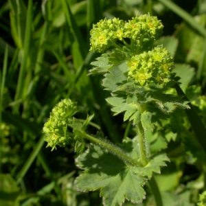 Alchemilla xanthochlore