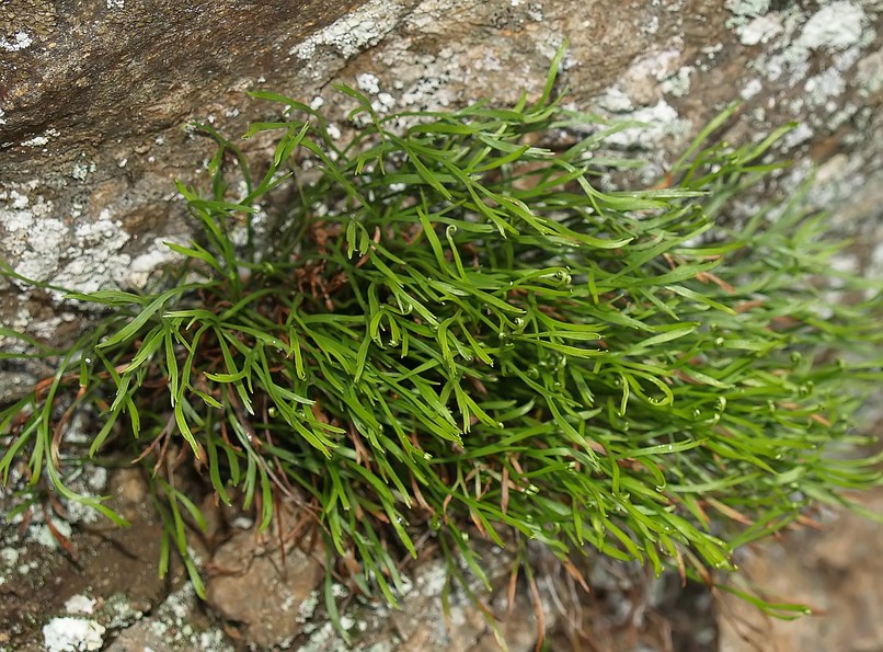 la dorille du nord , feuillage de type algue accroché à un rocher.