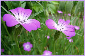 Jolie petite fleurs violettes au coeur blanc