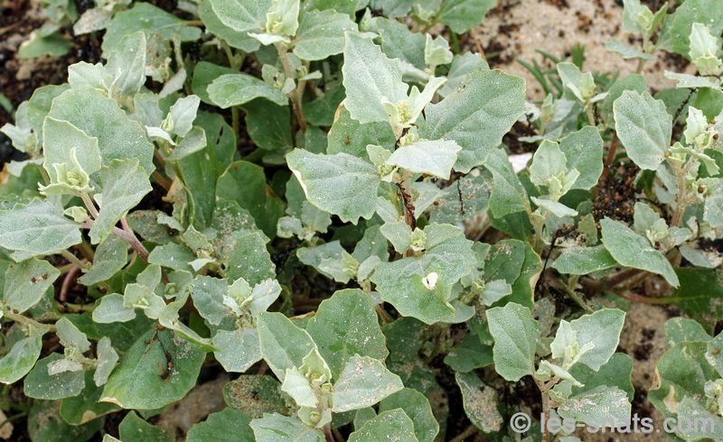 Arroche laciniée: feuillage vert tendre, elle pousse dans le sable  dans les dunes du littoral du nord.