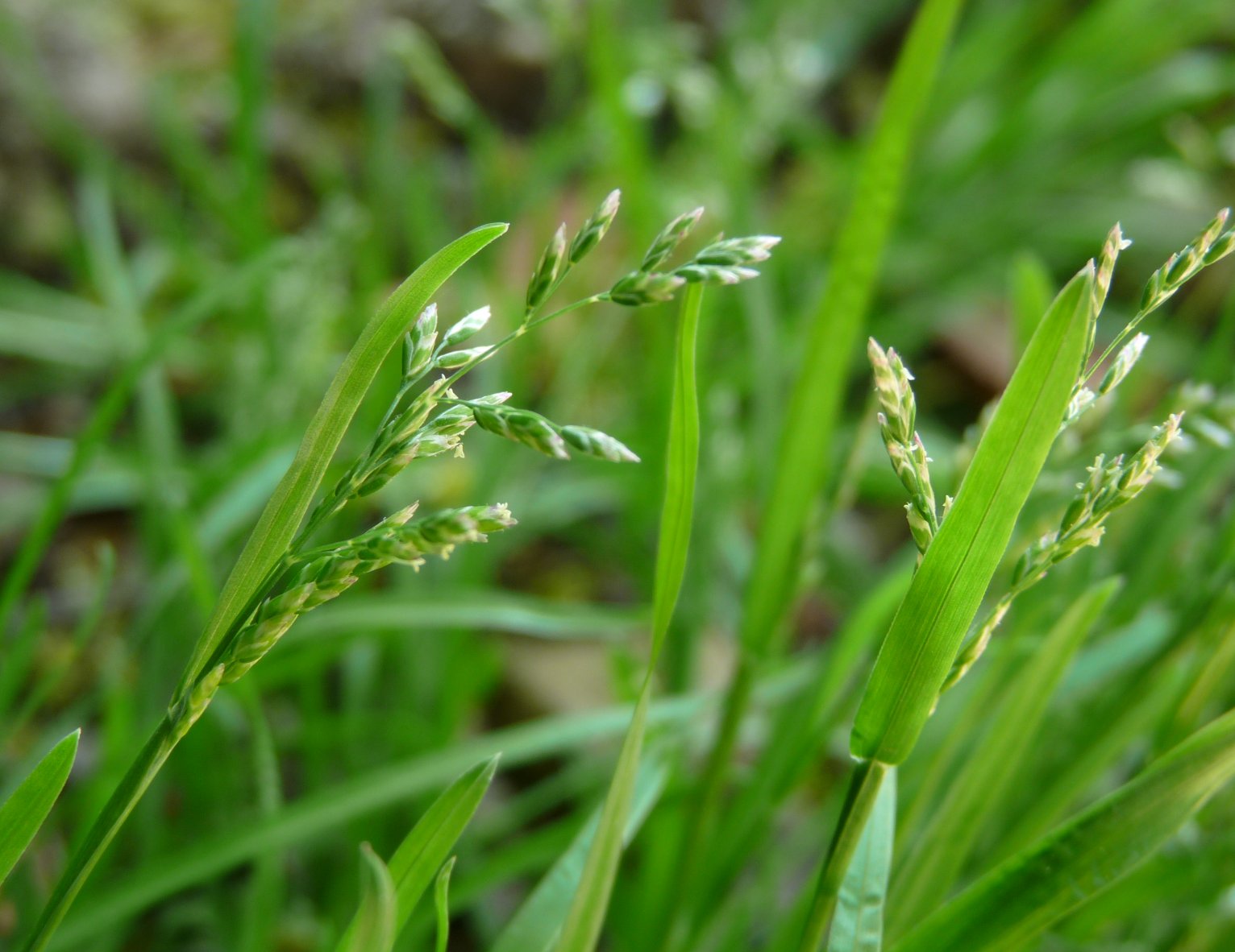 Le brome des champs est une  graminée.