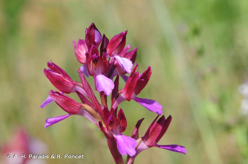 anacamptis papilionaceae