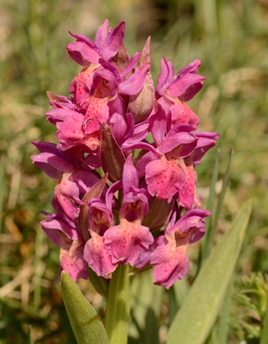 Orchis sureau