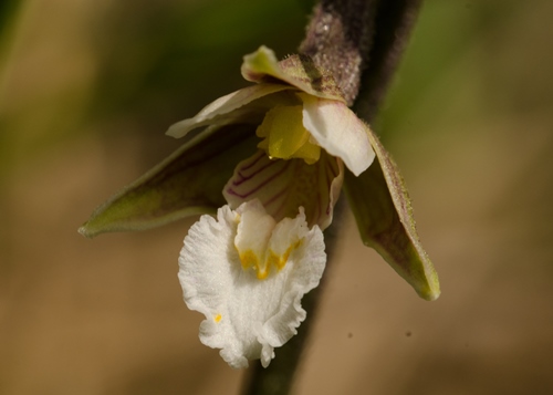 Orchis palustris