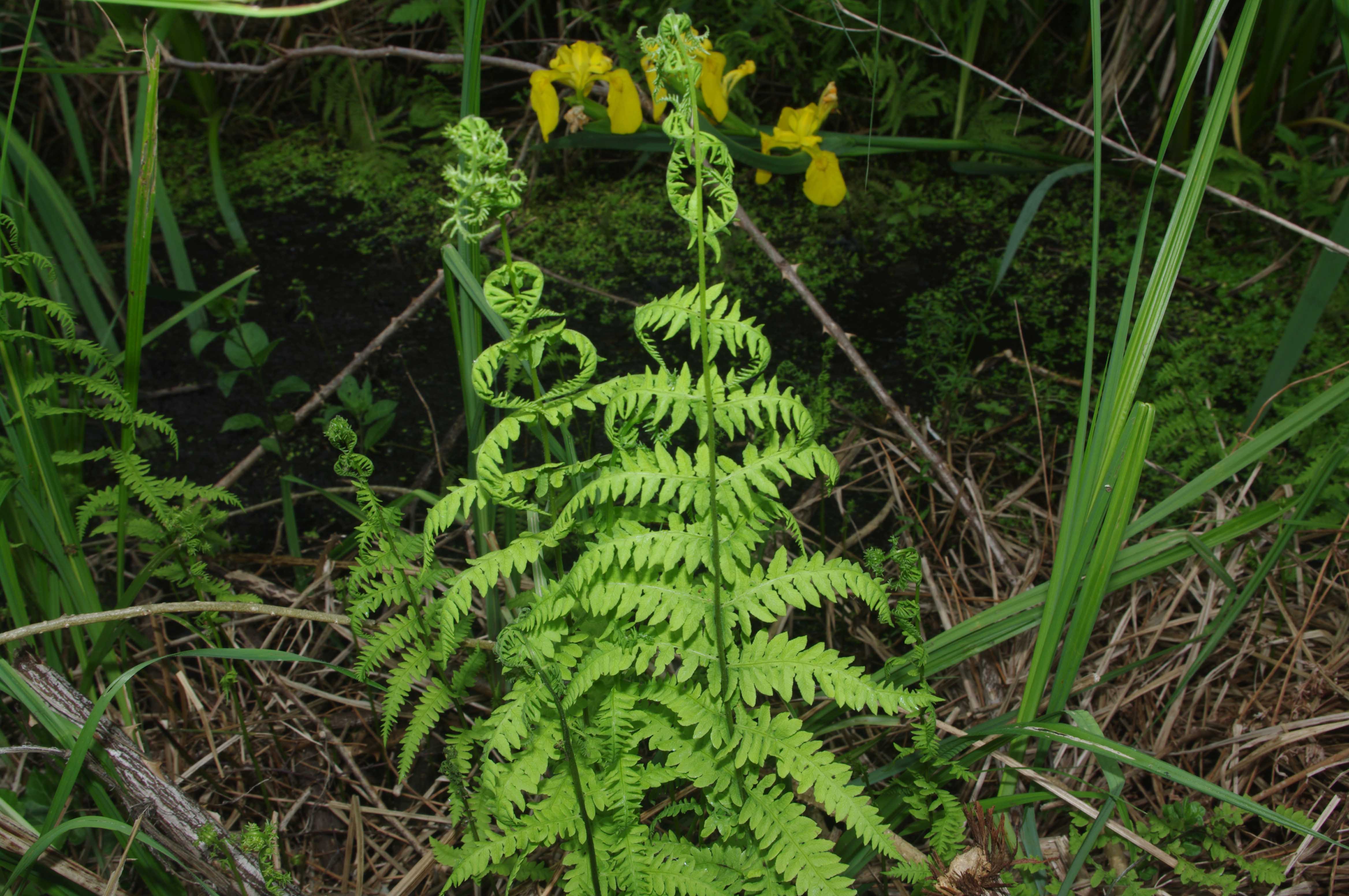 Fougère des marais