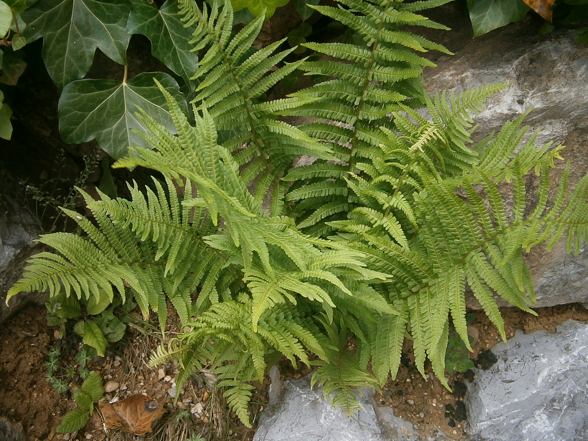 Fougère plume d'autruche