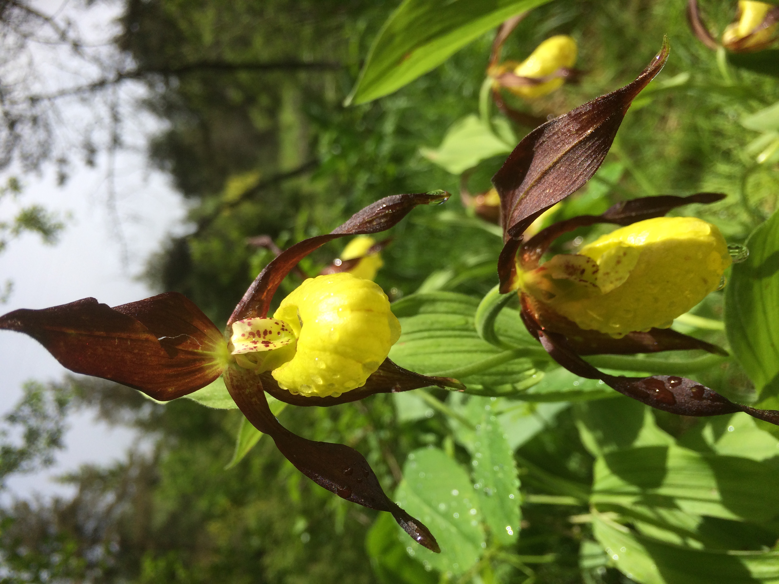 Cypripedium calceolus