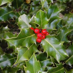 Houx commun Ilex aquifolium