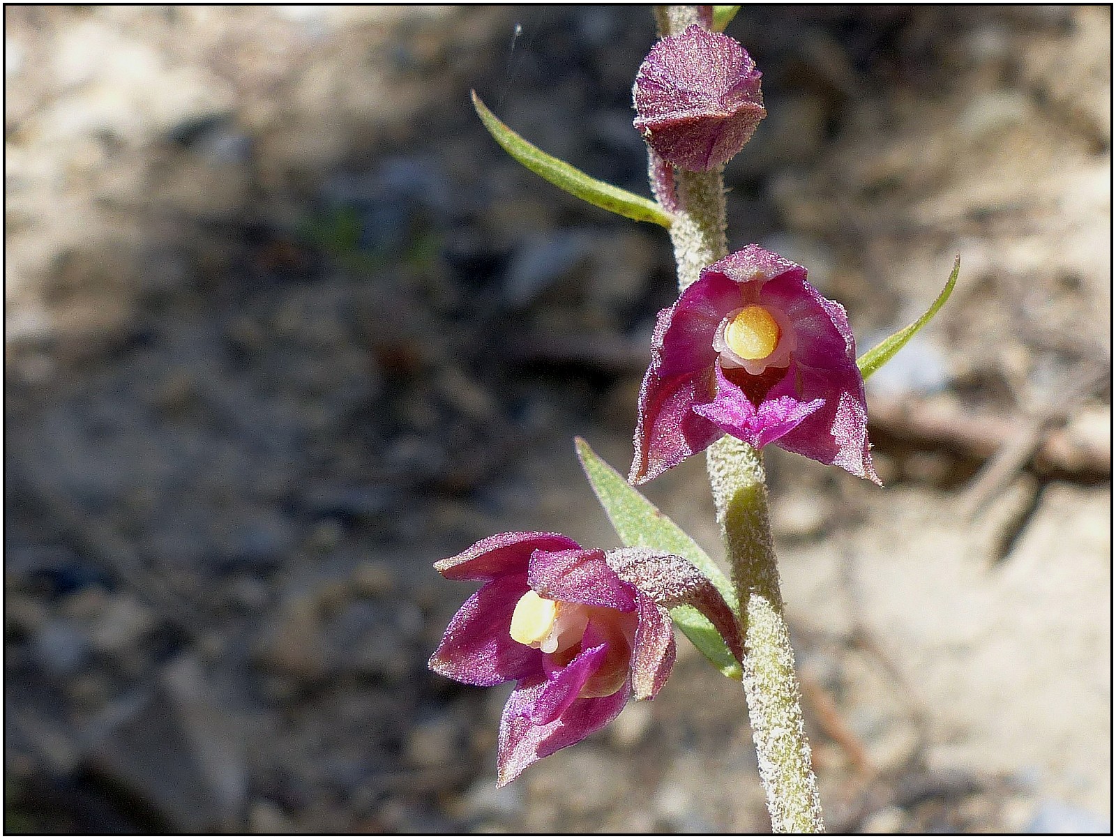 Epipactis atrorubens