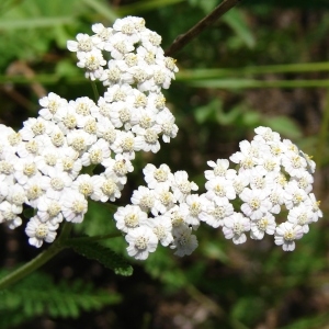 Annexe achillee millefeuille.jpg