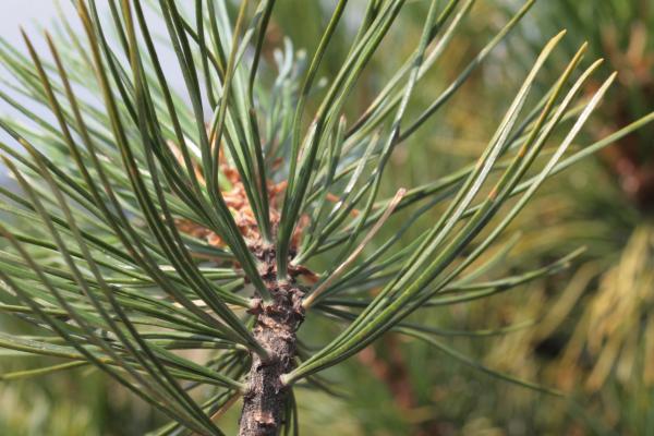 Annexe Pinus cembra feuille.jpg