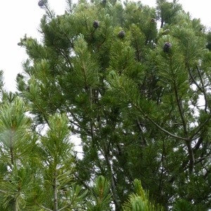 Annexe Pinus cembra.jpg