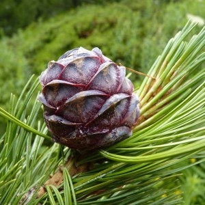Annexe pinus cembra cone.jpg