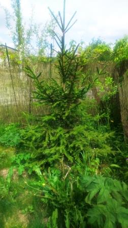 Annexe Epicea commun.JPG