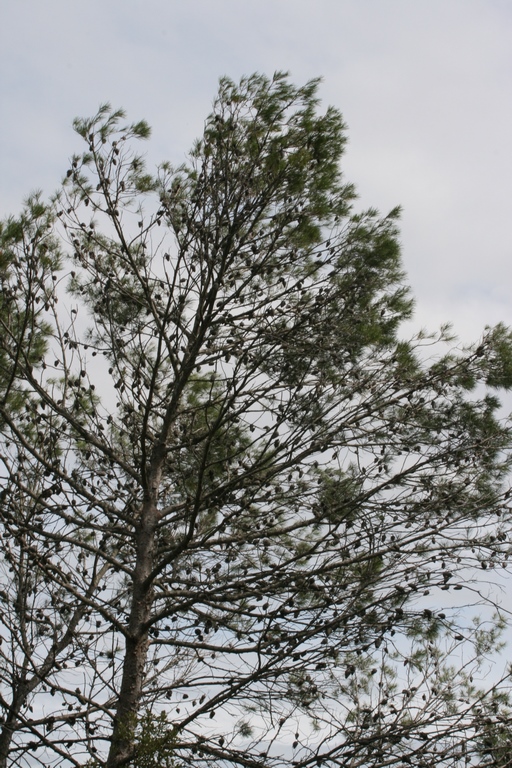 Annexe Pinus halepensis 1.JPG