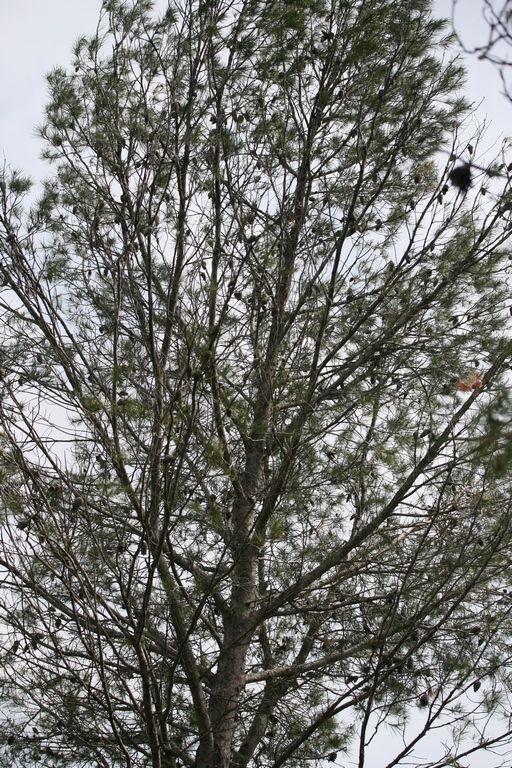 Annexe Pinus halepensis 2.JPG