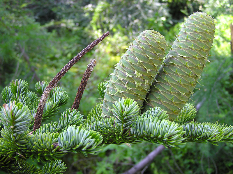 Annexe photo-sapin.jpg