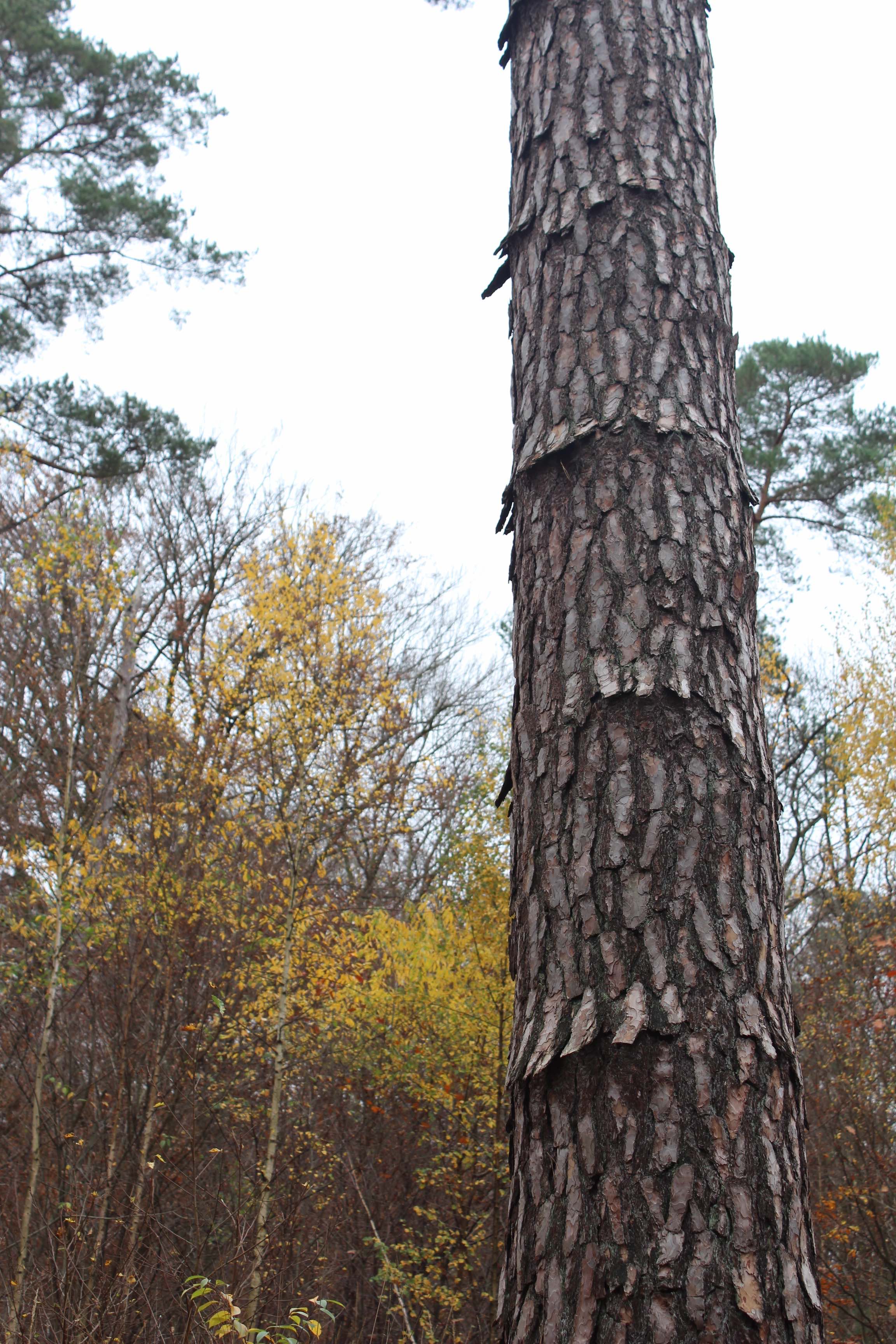 Annexe IMG_0503bis.jpg