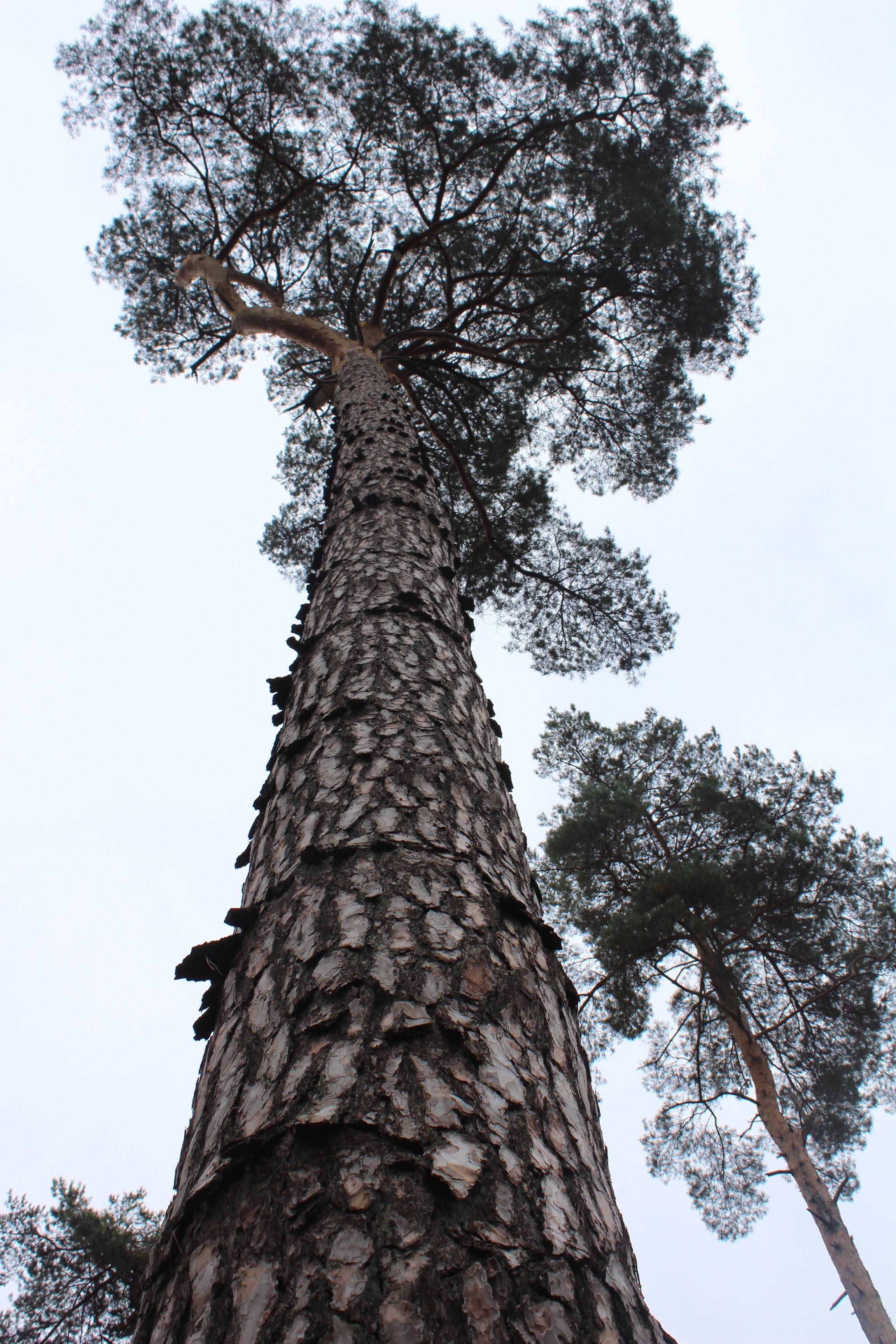 Annexe Pinus nigra.jpg