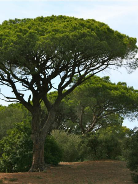 Annexe 6 6 Atelier cherchez votre pin.jpg