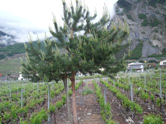 Annexe DSCF7032.jpeg