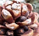 Annexe pigne et pignons.jpg