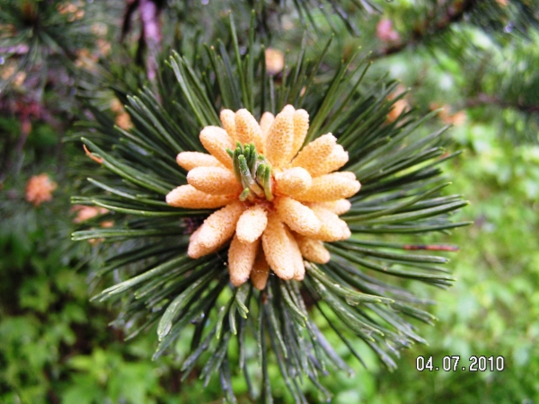 Annexe Pinus montana.jpg