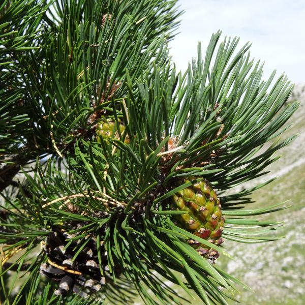 Annexe Pinus sylvestris.jpg