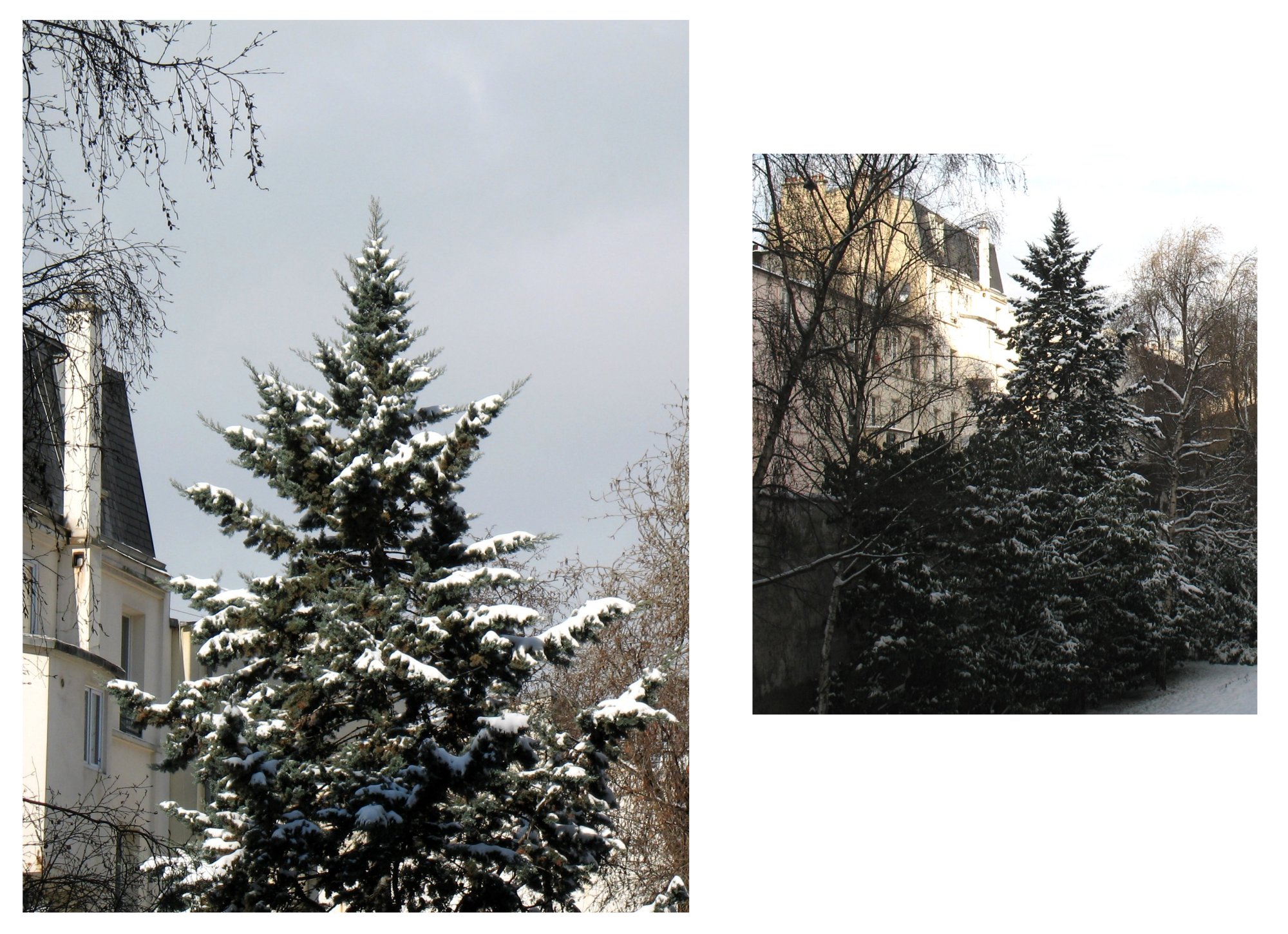 Annexe Pin noir dAutriche.jpg