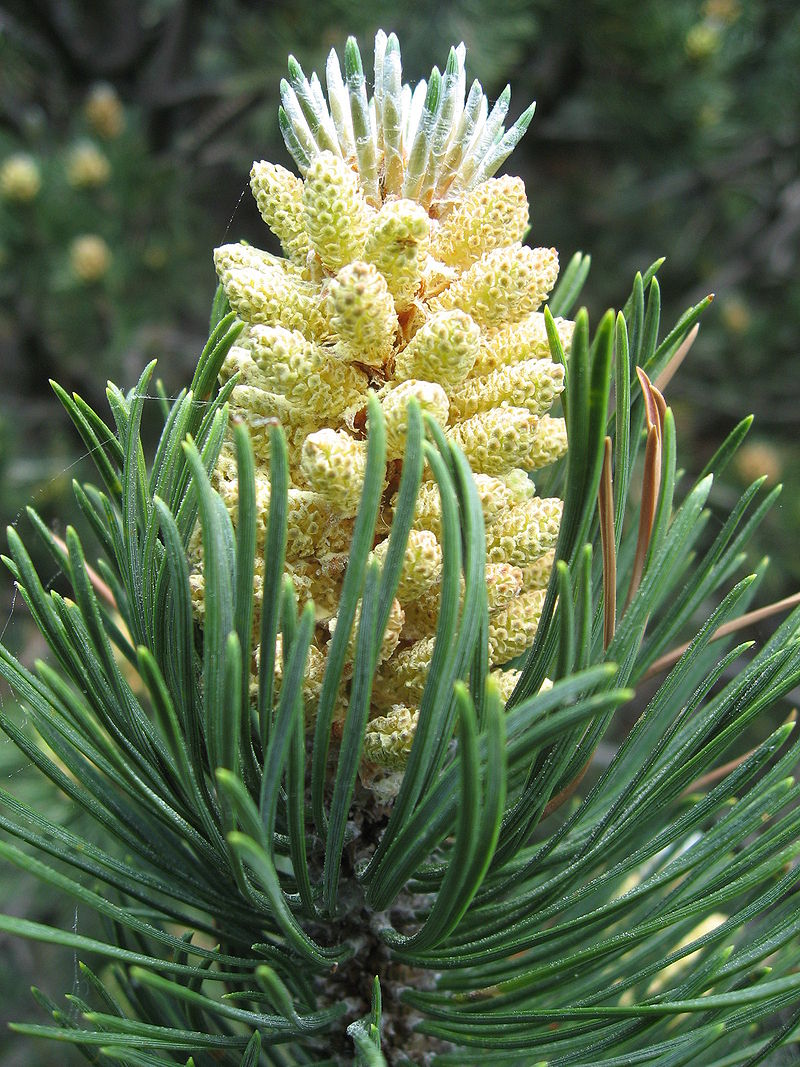 Annexe 800px-Pinus_uncinata4[1].jpg