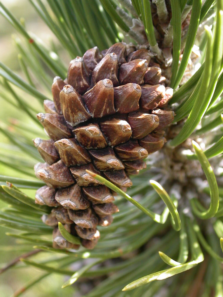 Annexe Pinus_uncinata5[1].jpg