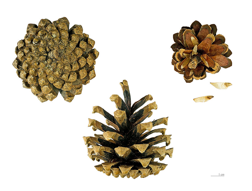 Annexe 1024px-Pinus_sylvestris_MHNT.BOT.2005.0.971.jpg