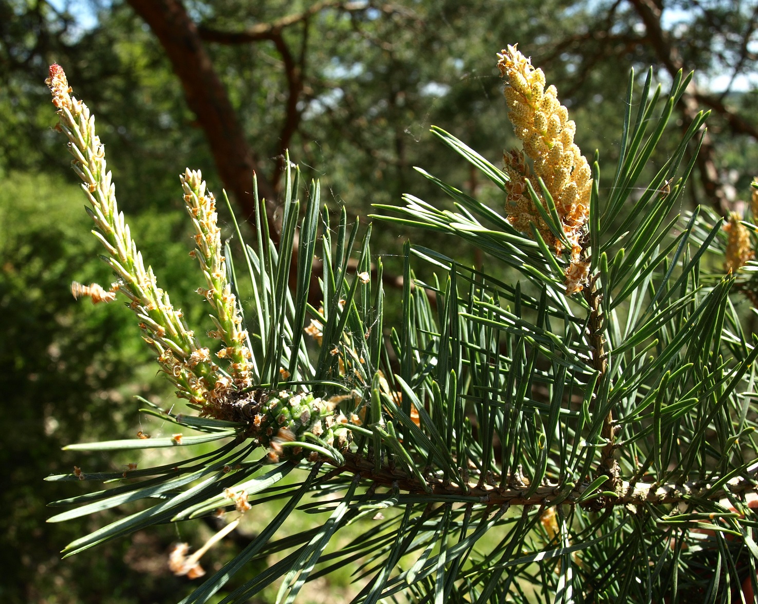 Annexe P5028800 rR.jpg