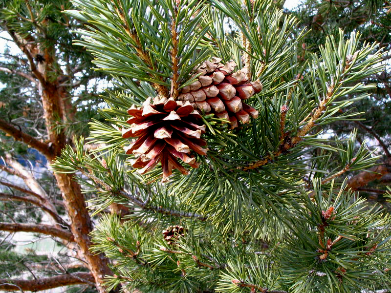 Annexe Cône pin à crochet.jpg