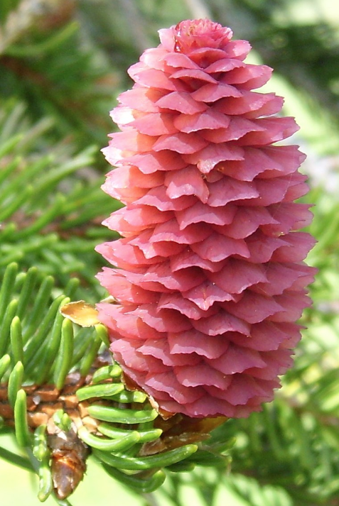 Annexe Cones femelles, Wikipedia.png